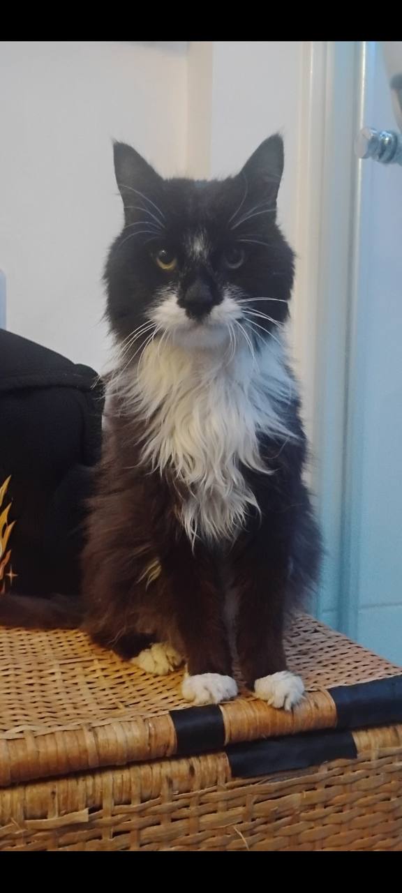 Additional original photograph of Taylor Ogle's cat