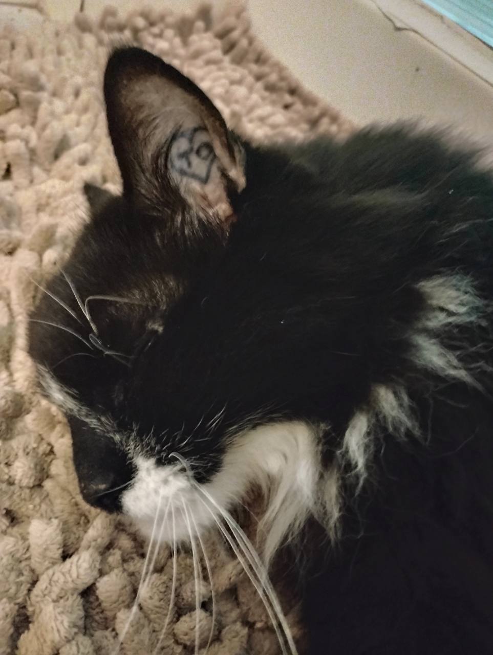 Additional original photograph of Taylor Ogle's cat resting