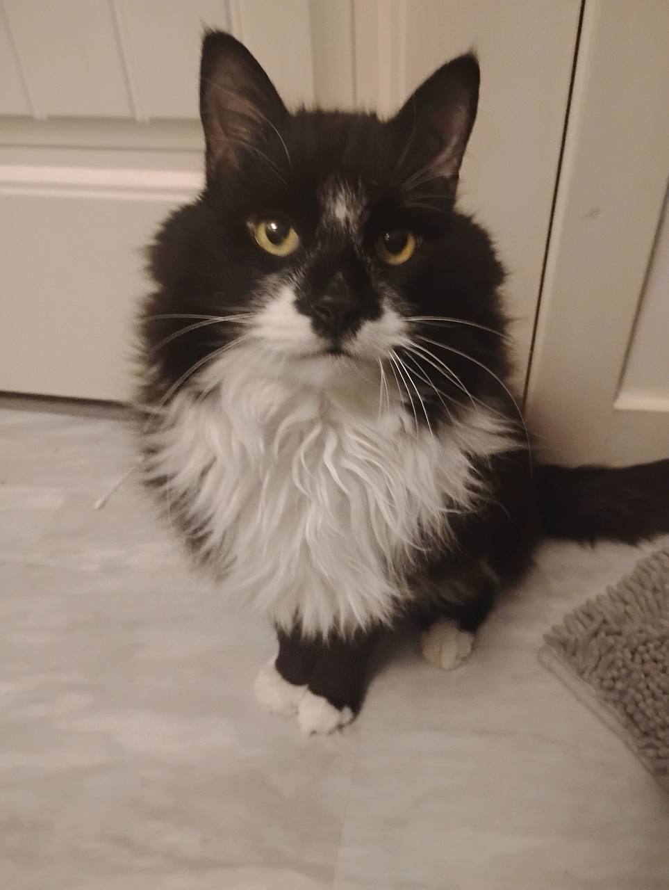 Taylor Ogle's cat in the original reference photograph