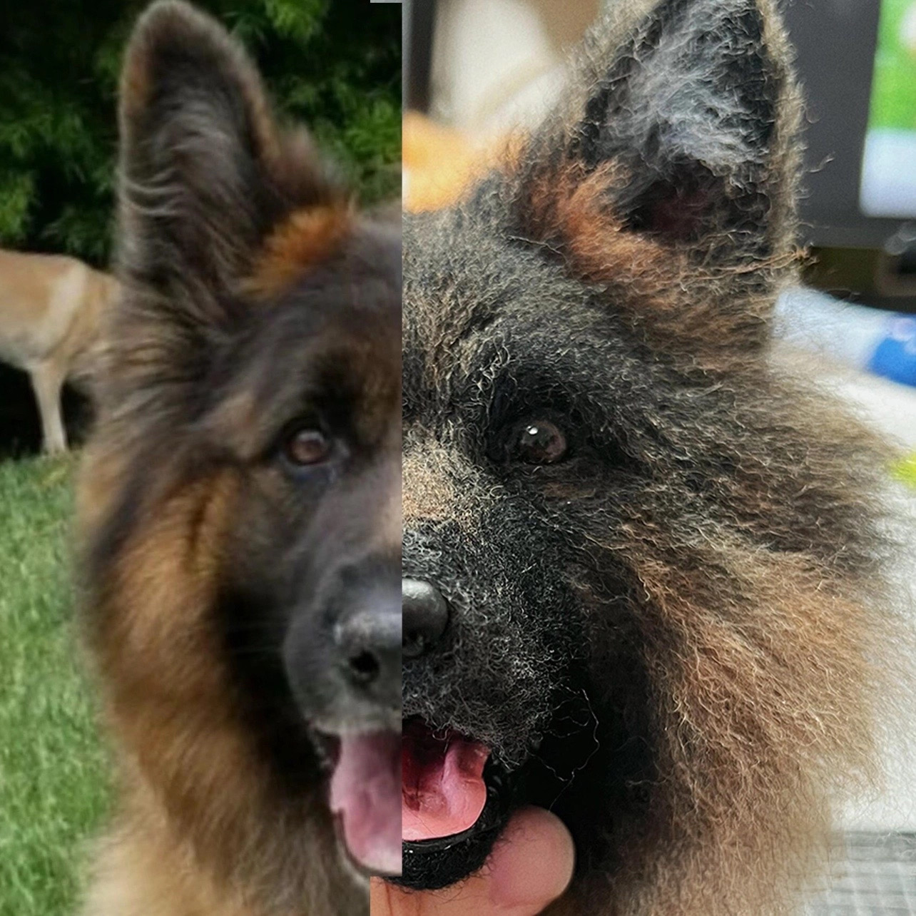 Split image: a photograph of a German Shepherd on the left, and the matching handcrafted wool felted sculpture on the right